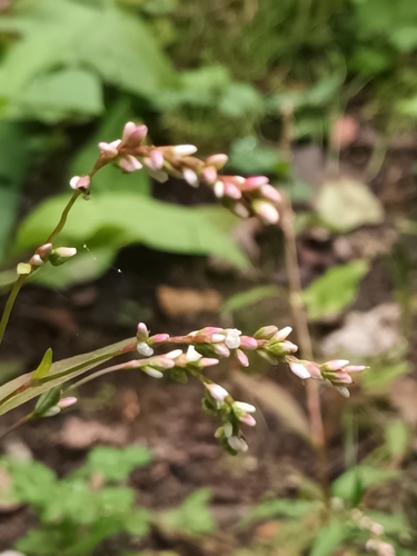 Image of Persicaria mitis by (c) alcesevropsky, some rights reserved (CC BY-SA)