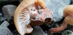 Laccaria laccata