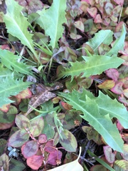 Taraxacum officinale