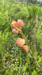 Lyonia fruticosa