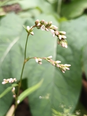 Persicaria minor