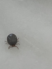 Ixodidae