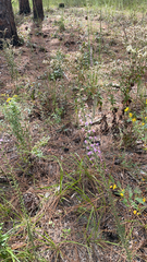 Liatris elegans