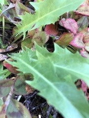 Taraxacum officinale