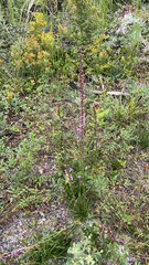 Liatris laevigata