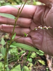 Persicaria minor