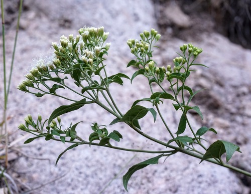 Image of Ageratina herbacea by (c) Andrew Tree, some rights reserved (CC BY)