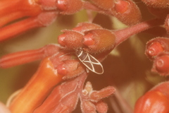 Ochrostomus pulchellus