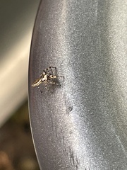Metaphidippus chera