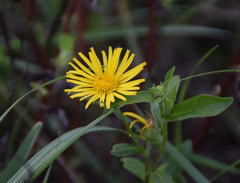 Pentanema britannica