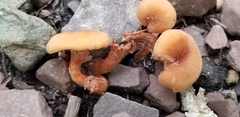 Laccaria laccata