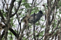 Thamnophilus doliatus