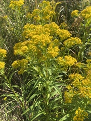 Solidago riddellii