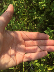 Poa palustris