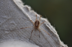 Opilio saxatilis