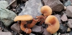 Laccaria laccata