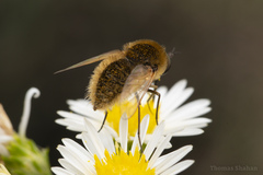 Sparnopolius confusus