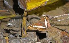 Adelpha alala