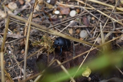 Thorectes intermedius