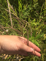 Muhlenbergia mexicana