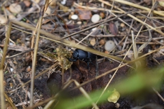 Thorectes intermedius