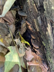 Hymenochaete rubiginosa