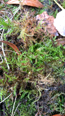 Kindbergia praelonga