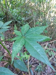Ceiba speciosa