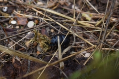 Thorectes intermedius