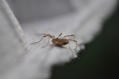 Opilio saxatilis