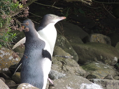 Megadyptes antipodes