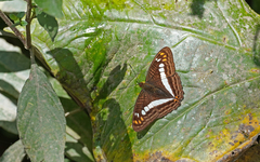 Adelpha alala