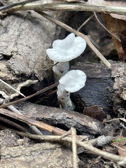 Loweomyces