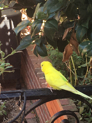 Melopsittacus undulatus