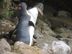 Megadyptes antipodes