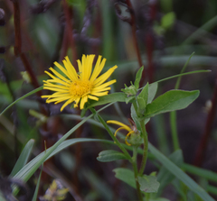 Pentanema britannica