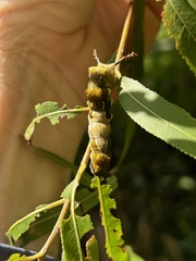 Limenitis