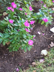 Catharanthus roseus