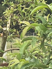 Conirostrum speciosum