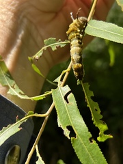 Limenitis
