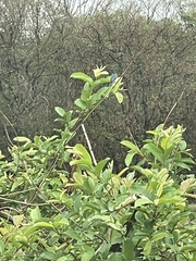 Conirostrum speciosum