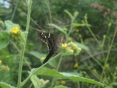 Urbanus proteus proteus