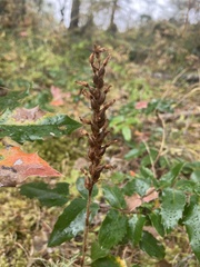 Goodyera oblongifolia