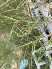 Eleusininae