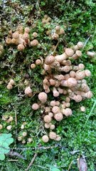 Armillaria borealis