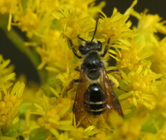 Cnemidandrena