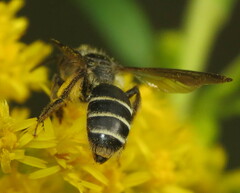 Cnemidandrena