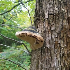Phellinus igniarius