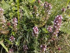 Thymus vulgaris