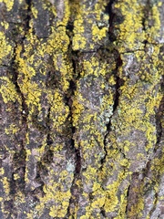 Candelariaceae